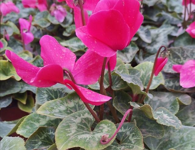 仙客来开完花后，给它做好2件事，还能再次孕蕾开花
