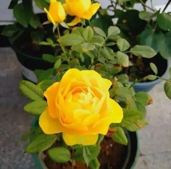 这种花比玫瑰漂亮，比绿萝好养，花期长达200天，家庭盆栽最合适