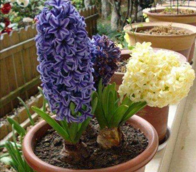 11月栽上1种球根，春节期间开花五颜六色，既漂亮又喜庆