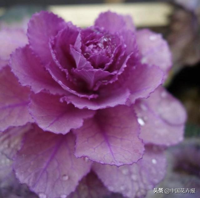 “叶牡丹”绚丽如花，成为冬日里最亮的那抹色彩