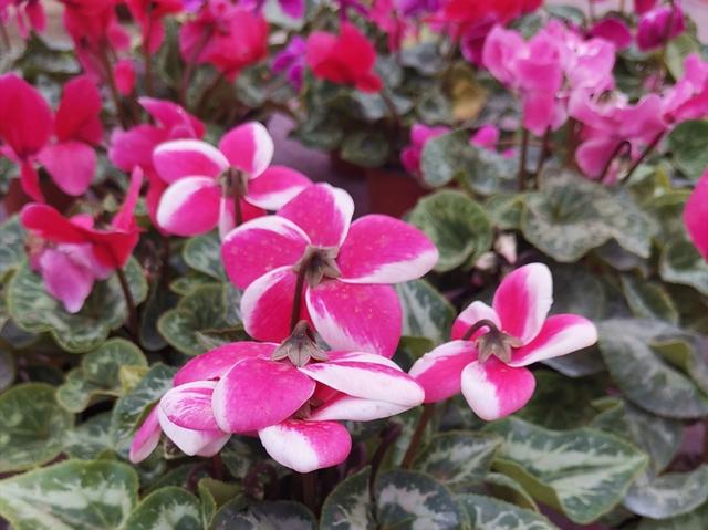 仙客来开完花后，给它做好2件事，还能再次孕蕾开花