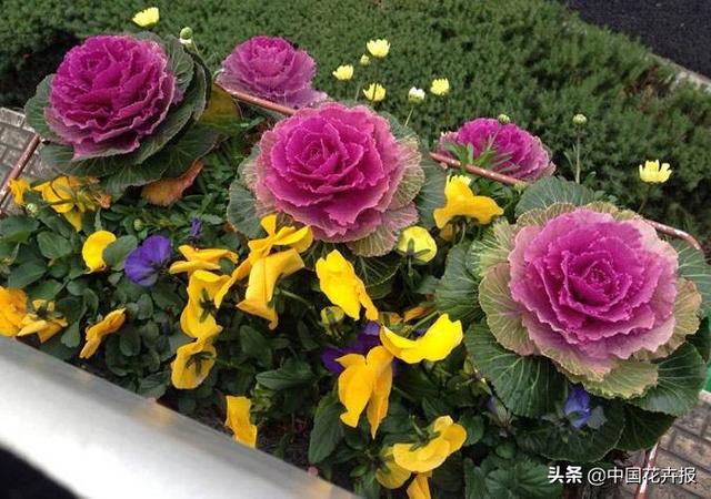 “叶牡丹”绚丽如花，成为冬日里最亮的那抹色彩