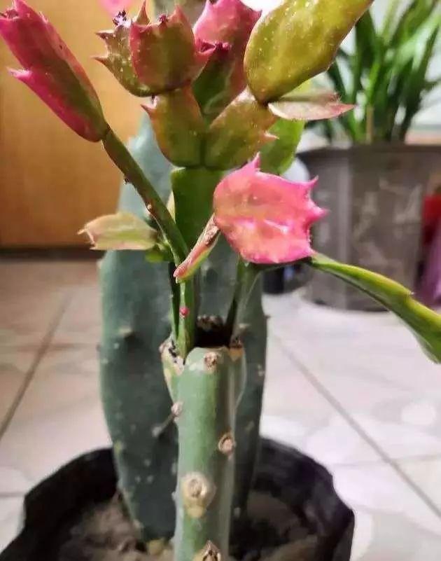 蟹爪兰选好“砧木”格外旺，过了夏季休眠期，初秋就开花