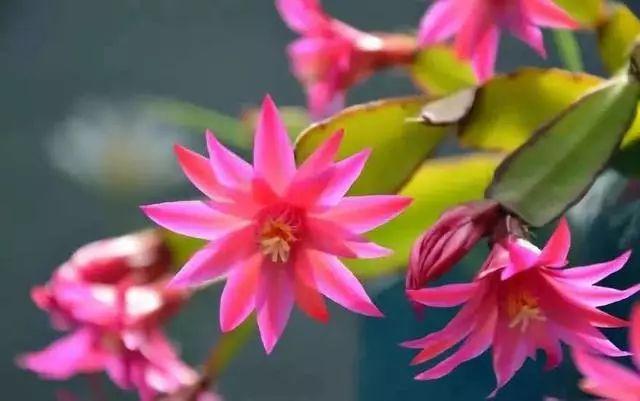 蟹爪兰选好“砧木”格外旺，过了夏季休眠期，初秋就开花