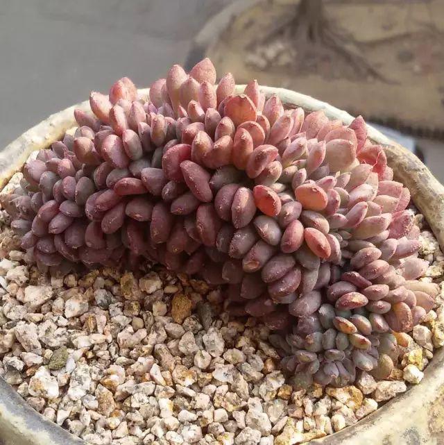 看看高手养的多肉植物，家里有一盆都让人羡慕