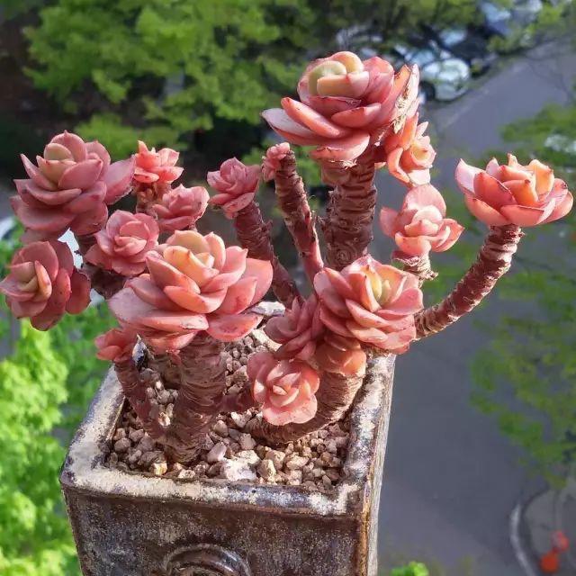 看看高手养的多肉植物，家里有一盆都让人羡慕