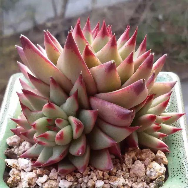 看看高手养的多肉植物，家里有一盆都让人羡慕