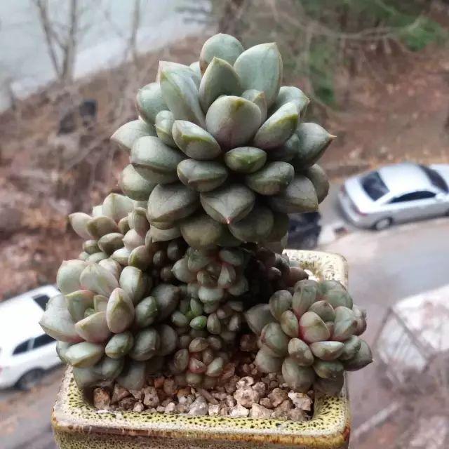 看看高手养的多肉植物，家里有一盆都让人羡慕
