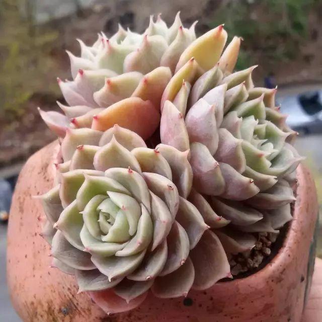 看看高手养的多肉植物，家里有一盆都让人羡慕