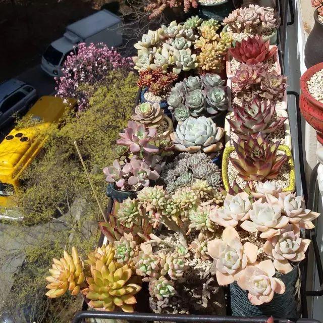 看看高手养的多肉植物，家里有一盆都让人羡慕
