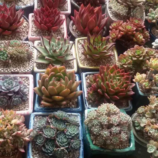 看看高手养的多肉植物，家里有一盆都让人羡慕