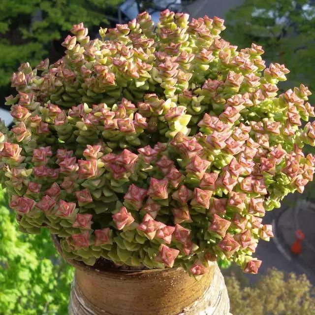 看看高手养的多肉植物，家里有一盆都让人羡慕