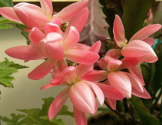 四种花，天热也不能多浇水，适当“旱一旱”，不烂根，更健康
