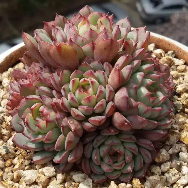 看看高手养的多肉植物，家里有一盆都让人羡慕