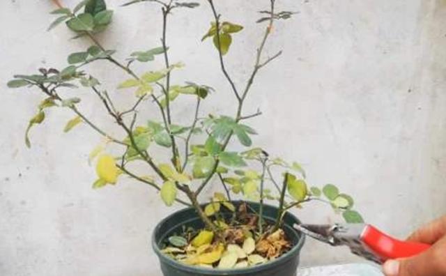 冬天月季被煤烟熏萎焉，及时做好这几点，来年不影响开花
