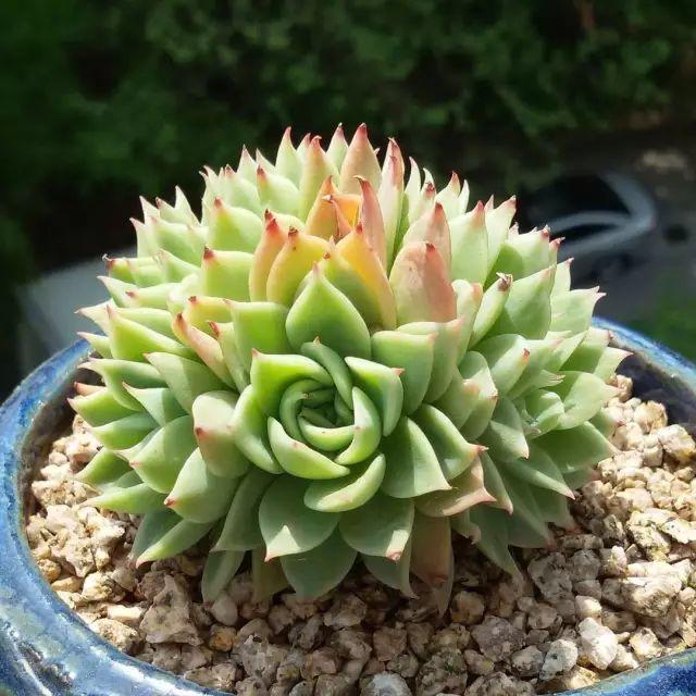 看看高手养的多肉植物，家里有一盆都让人羡慕