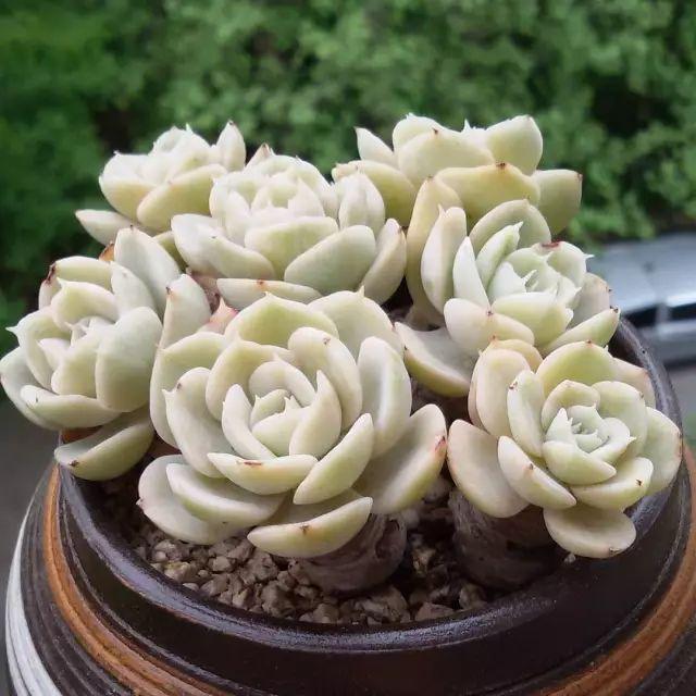 看看高手养的多肉植物，家里有一盆都让人羡慕