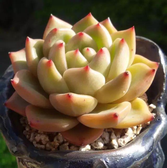 看看高手养的多肉植物，家里有一盆都让人羡慕