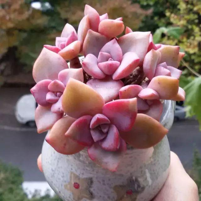 看看高手养的多肉植物，家里有一盆都让人羡慕