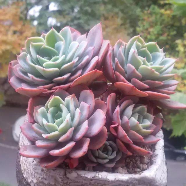 看看高手养的多肉植物，家里有一盆都让人羡慕