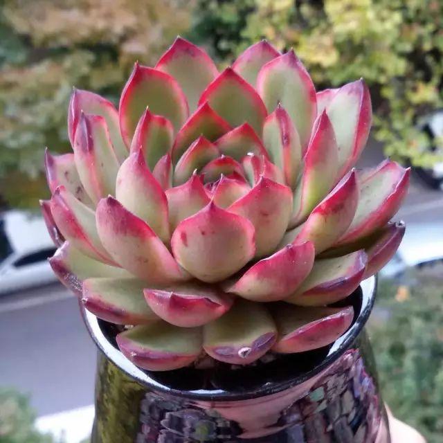 看看高手养的多肉植物，家里有一盆都让人羡慕