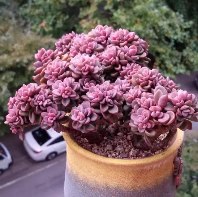 看看高手养的多肉植物，家里有一盆都让人羡慕