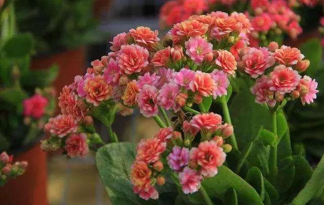 夏季养好长寿花，在于“静”字，轻松度过高温季节