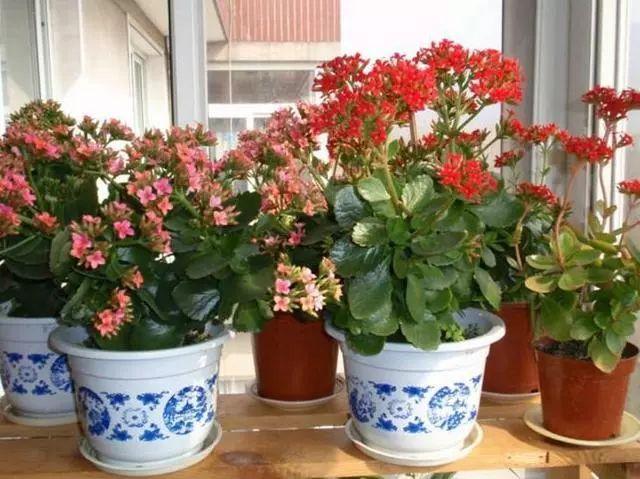 夏季养好长寿花，在于“静”字，轻松度过高温季节
