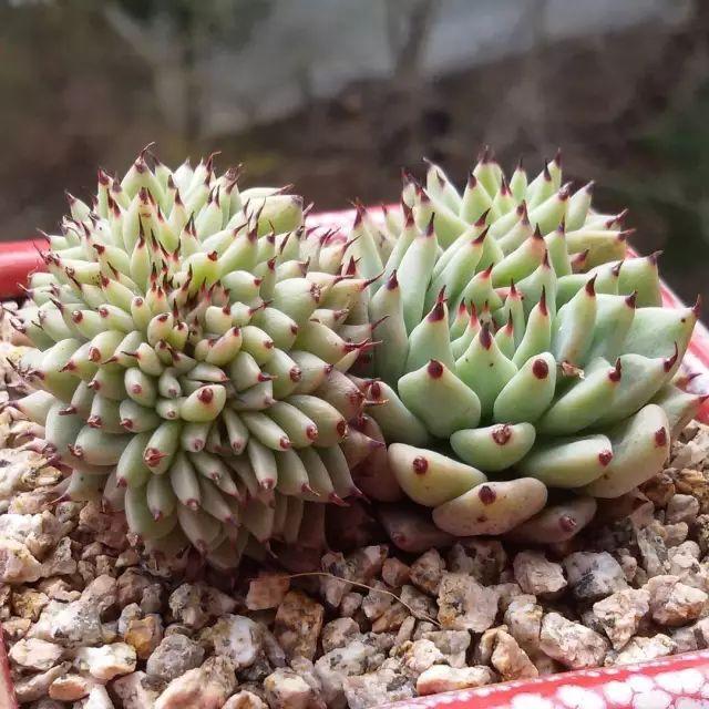 看看高手养的多肉植物，家里有一盆都让人羡慕