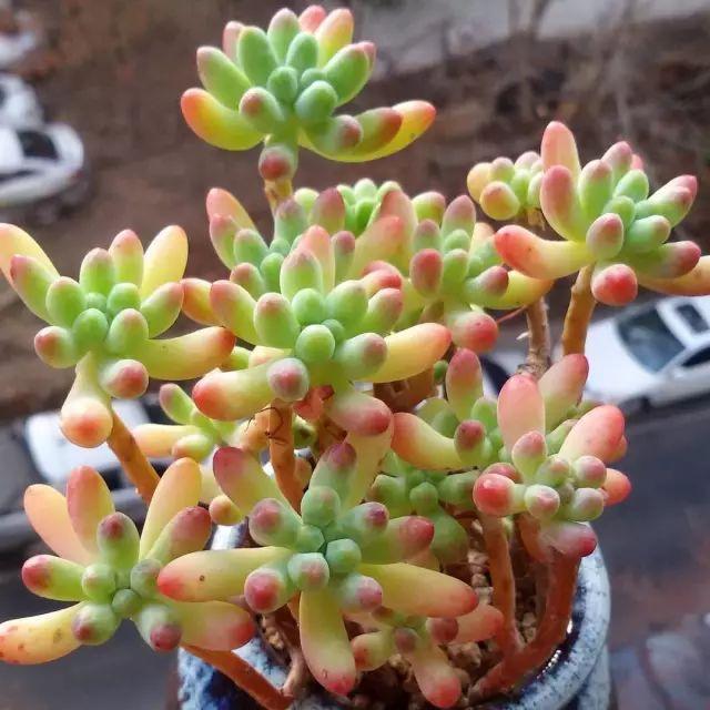 看看高手养的多肉植物，家里有一盆都让人羡慕