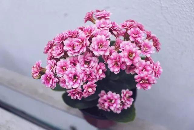 夏季养好长寿花，在于“静”字，轻松度过高温季节