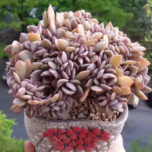 看看高手养的多肉植物，家里有一盆都让人羡慕