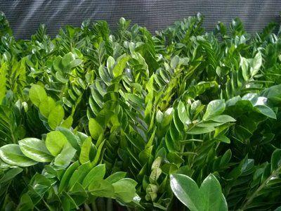 四种花，天热也不能多浇水，适当“旱一旱”，不烂根，更健康