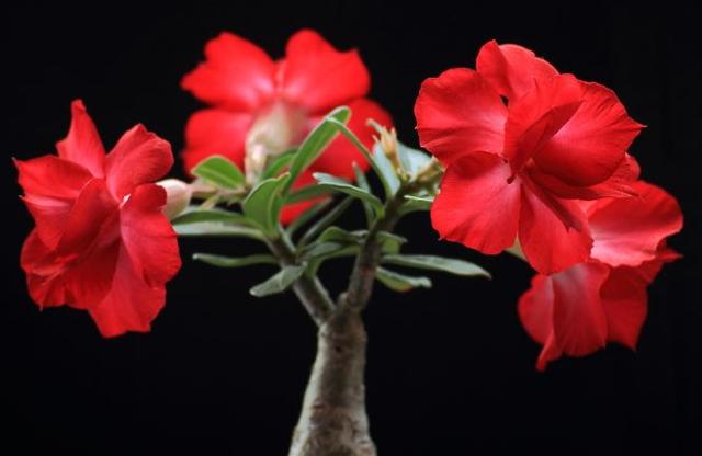 四种花，天热也不能多浇水，适当“旱一旱”，不烂根，更健康