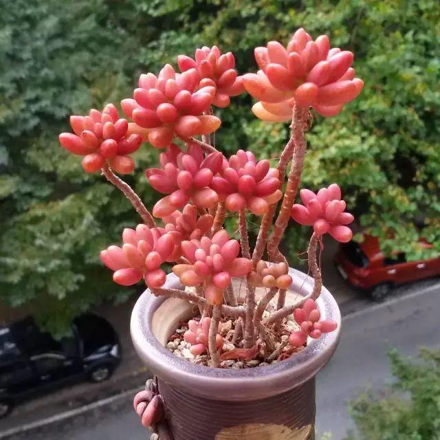 看看高手养的多肉植物，家里有一盆都让人羡慕