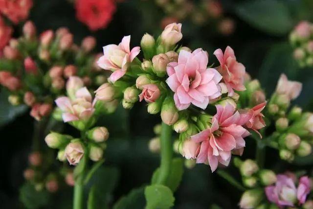夏季养好长寿花，在于“静”字，轻松度过高温季节
