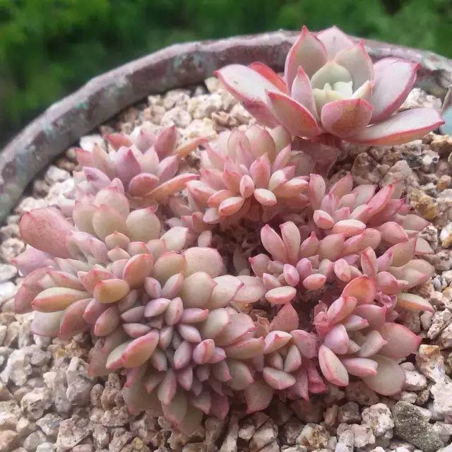 看看高手养的多肉植物，家里有一盆都让人羡慕