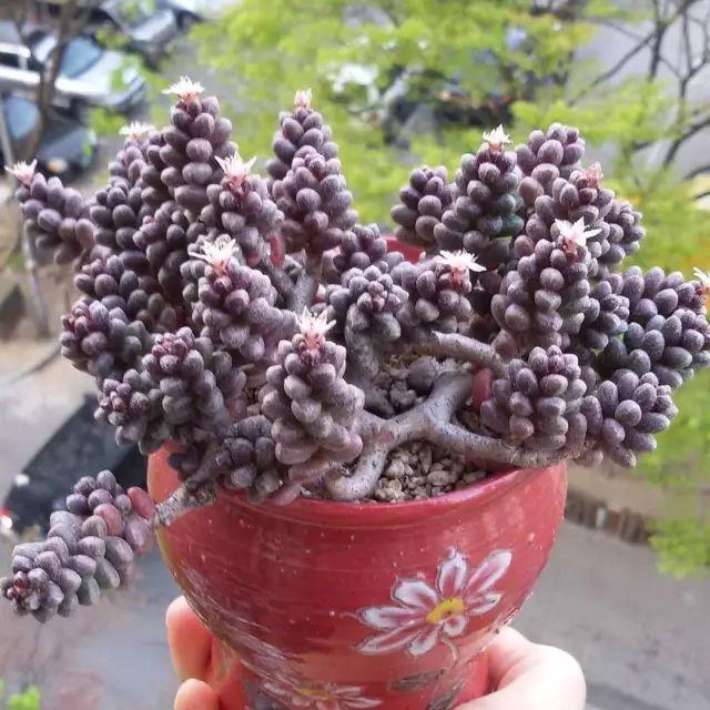 看看高手养的多肉植物，家里有一盆都让人羡慕
