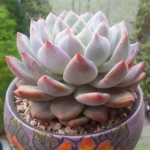 看看高手养的多肉植物，家里有一盆都让人羡慕