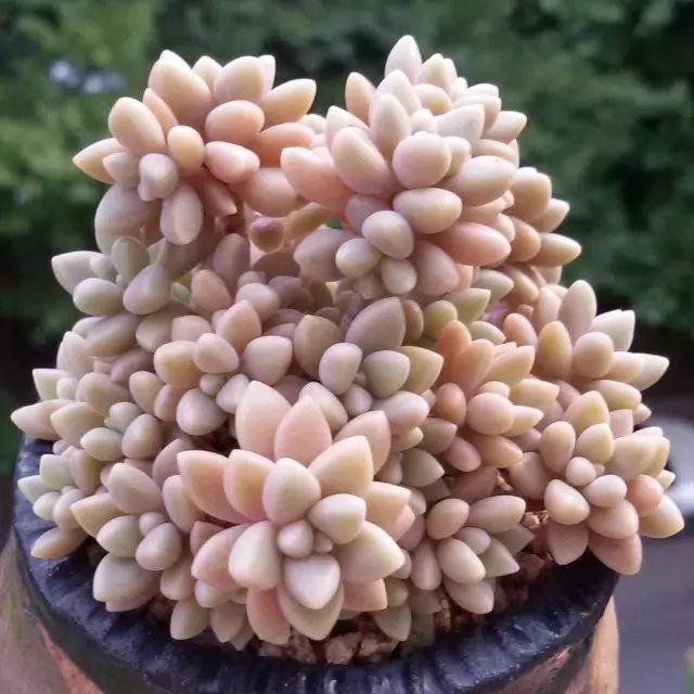看看高手养的多肉植物，家里有一盆都让人羡慕
