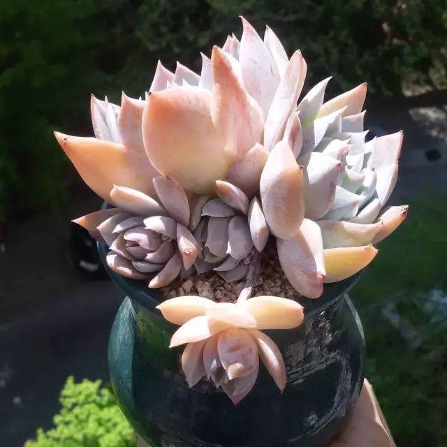 看看高手养的多肉植物，家里有一盆都让人羡慕