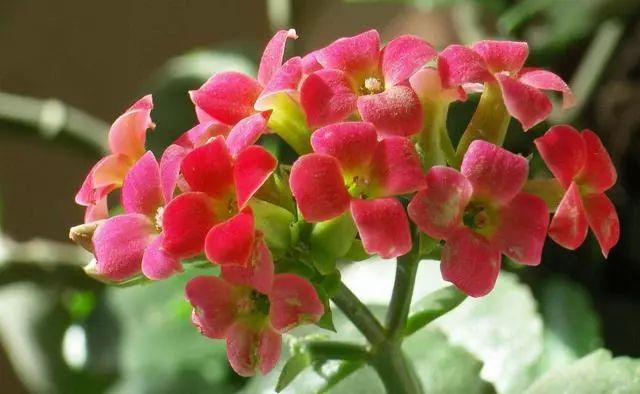 夏季养好长寿花，在于“静”字，轻松度过高温季节