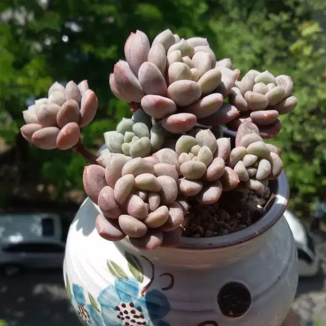 看看高手养的多肉植物，家里有一盆都让人羡慕