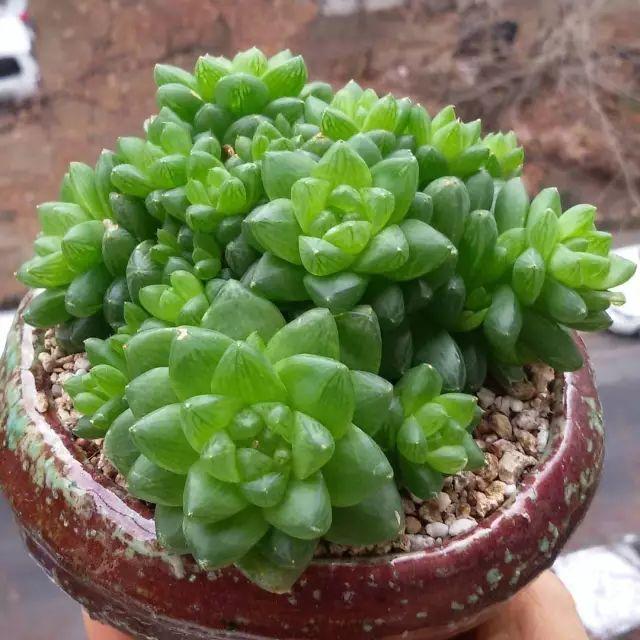 看看高手养的多肉植物，家里有一盆都让人羡慕