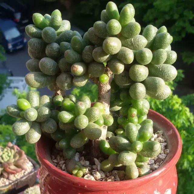 看看高手养的多肉植物，家里有一盆都让人羡慕