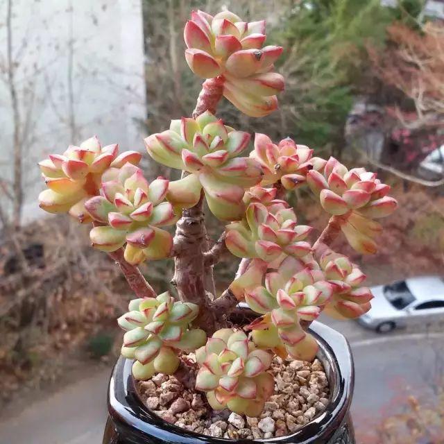 看看高手养的多肉植物，家里有一盆都让人羡慕