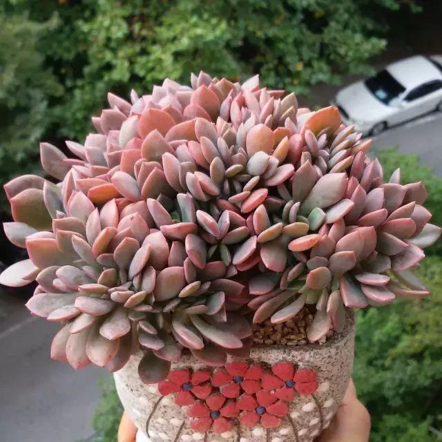 看看高手养的多肉植物，家里有一盆都让人羡慕