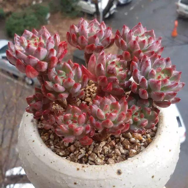 看看高手养的多肉植物，家里有一盆都让人羡慕