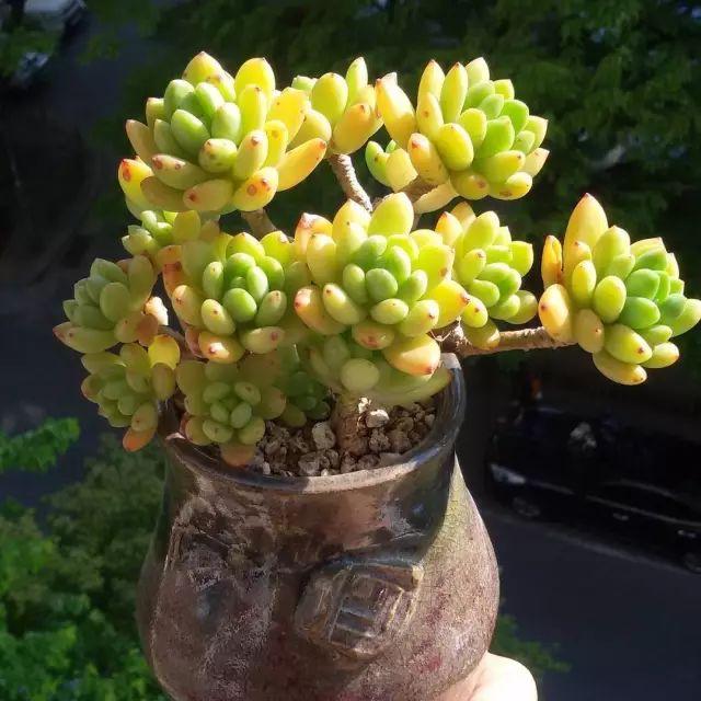 看看高手养的多肉植物，家里有一盆都让人羡慕