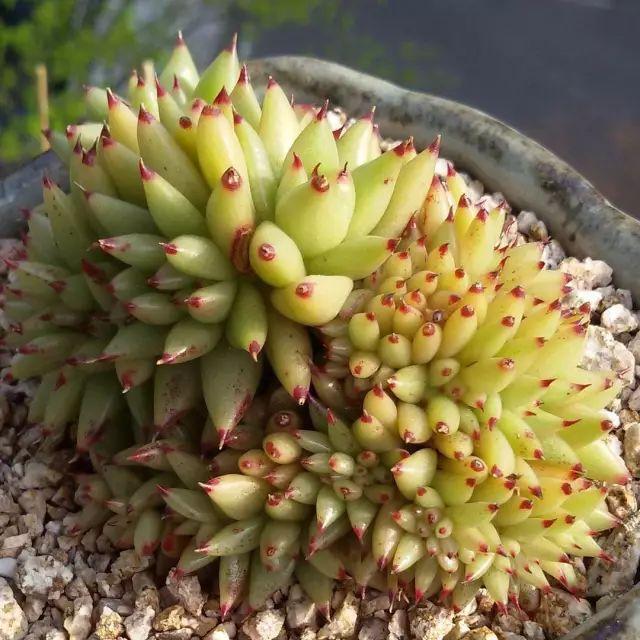 看看高手养的多肉植物，家里有一盆都让人羡慕